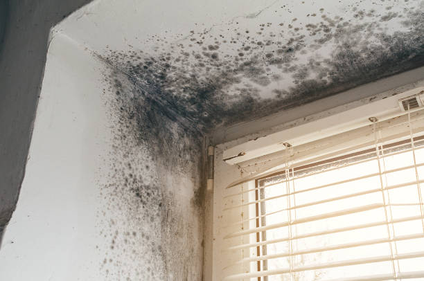 Affordable Attic Mold Remediation solutions in Worcester, PA